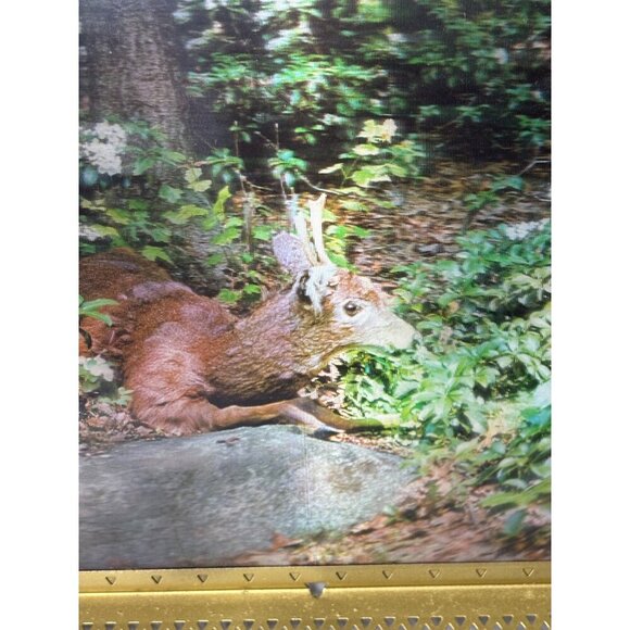 Vtg 3D Lenticular Deer Forest‎ Victor Anderson Midday Respite Framed Wall Art - Picture 2 of 6